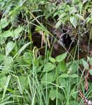 Great smokey mountain sedge